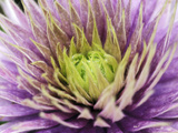Clematis (Crystal Fountain)  Close-up of Lilac Flower