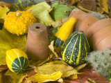 An Arrangement of Gourds  Terracotta Pots and Autumn Leaves