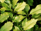 Aucuba Japonica (Spotted Laurel)  Evergreen Shrub