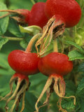 Close-up of Bright Red Rose Hips of R (Scabrosa) Syn Rosa Rugosa (Scabrosa)