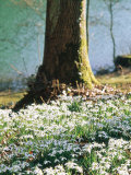 Plants Under Trees Galanthus Nivalis (Snowdrop) Growing Under Tree  March Lake Behind