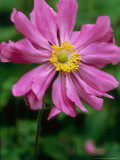 Japanese Anemone