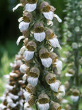 Digitalis Lanata (Wooly Foxglove)