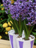 Blue & White Painted Containers Planted with Hyacinthus "Delft Blue " Kerria Japonica in Background
