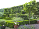 Paved Area Next to Clipped Hedges and Pleached Trees  Little Malvern Court Malvern Worcester