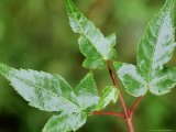 Snakebark Maple