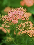 Yarrow