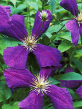 Clematis Jackmanii Superba