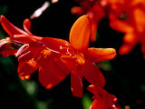 Crocosmia Syn  Antholyza  Curtonus  "Warburton Red" (Red Hot Poker)  Bright Orange Flower