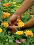 Deadheading Marigolds
