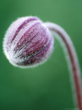 Clematis Hirsutissima  Close-up of Purple Flower Head