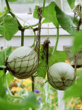 Large Round Green Melons Growing in Supporting Net Bags  in Late Summer