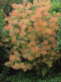 Cotinus Obovatus