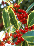 Handsworth New Silver (Holly)  Round Red Berries on Dark Green Prickly Leaves with Cream Margins