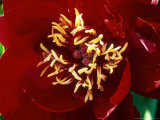 Paeonia "Buckeye Belle" (Peony)  Close-up of Dark Maroon Flower