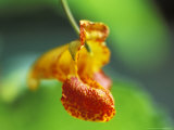 Impatiens Gadensis  Close-up of Orange Flower