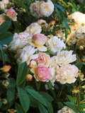 Rambling Shrub Rose