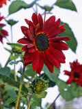 Helianthus Annuus "Prado Red" September