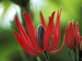 Pavonia X Gledhillii  Close-up of Red Flower