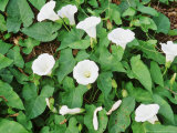 Calystegia Sepium (Hedge Bindweed)  Foliage and Flowers