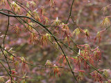Acer Palmatum with Early Spring Growth & Raindrops