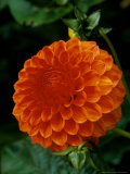 Dahlia "Orange Mullett" Perennial