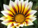 Gazania (Daybreak Tiger Stripe)  Close-up