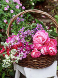 Rosa  Solanum and Larkspur Summer Flowers in a Basket on a White Stool in the Garden