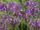 Allium Cernuum