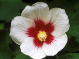 Hibiscus Sinosyriacus  September