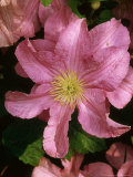 Clematis "Comtesse De Bouchard" (Old Mans Beard) Climber  Large Pink Flowers with Yellow Anthers
