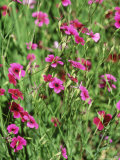 Silene Occulata Cardinalis Ruby Flax (Campion)  Close-up of Pink Flowers
