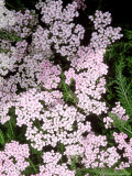 Achillea "Apple Blossom" (Yarrow)