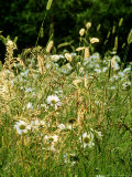Wild Garden Leucanthemum and Grasses Lady Farm  Somerset