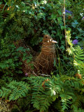 Close-up of Woven "Willow" Chicken Sculpture Amongst Foliage