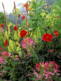 Cleome (Cherry Queen)  Dahlia (Bishop of Llandaff) & Canna Striata