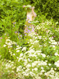Astrantia  Statue Amongst White Flowers  Design Don and Betty Frampton Newton Abbott Devon