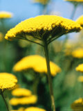 Achillea Filipendula