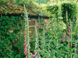 Old Brick Potting Shed Digitalis Purpurea the Old Rectory  Corsley  Wiltshire