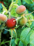Rosa  Fru Dagmar Hastrup (Rugosa Rose)  Hips with Melting Frost