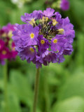 Drumstick Primrose