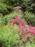 Roof of Thatched Builing Showing Through Lush Growth of Rhododendrons