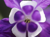 Aquilegia Vulgaris (Culverwort)
