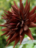 Dahlia "Black Narcissus" Close-up of Large Maroon Nearly Black Flower