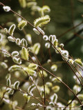 Salix Acutifolia "Blue Streak"  Silvery Catkins on Branch  Some with Yellow Anthers