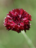 Centaurea Cyanus Black Ball  Close-up of Red Flower Head