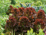 Lettuce Lollo Rossa