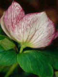 Helleborus Orientalis (Lenten Rose)  Close-up of White Flower with Red Veins
