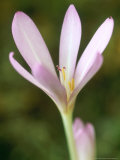 Colchicum Parnassicum (Autumn Crocus)