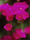 Calandrinia Umbellatus  Close-up of Cerise Flowers